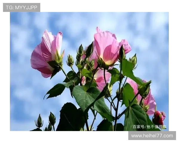 北京文艺直播:古都新风尚,云端绽放艺术之花 北京文艺直播:古都新风尚,云端绽放艺术之花